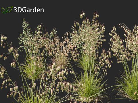Briza media - Common quaking grass 01 Modelo 3D