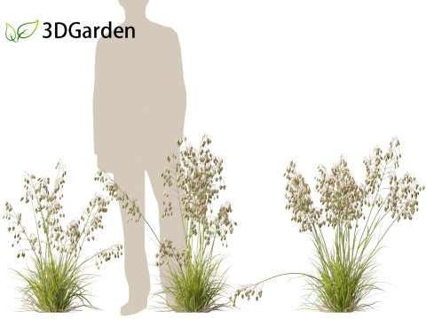 Briza media - Common quaking grass 01 Modelo 3D