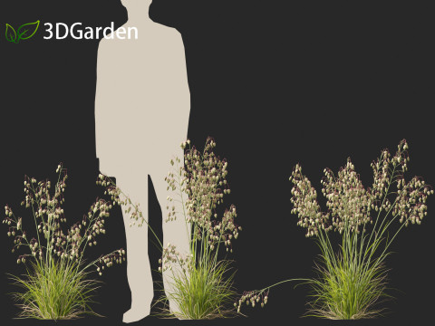 Briza media - Common quaking grass 01 Modelo 3D