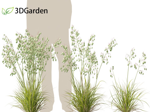 Briza media - Common quaking grass 01 Modelo 3D