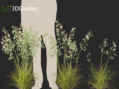 Briza media - Common quaking grass 01 Modelo 3D