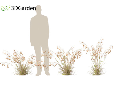Briza media - Common quaking grass 01 Modelo 3D