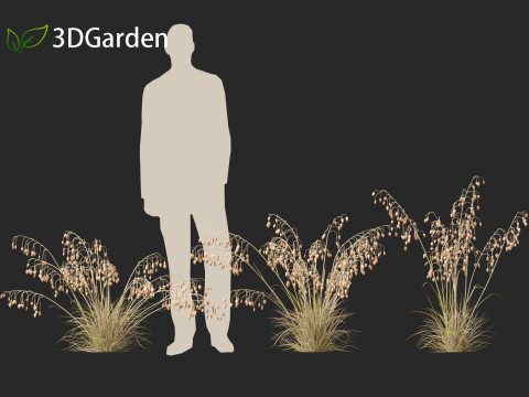 Briza media - Common quaking grass 01 Modelo 3D
