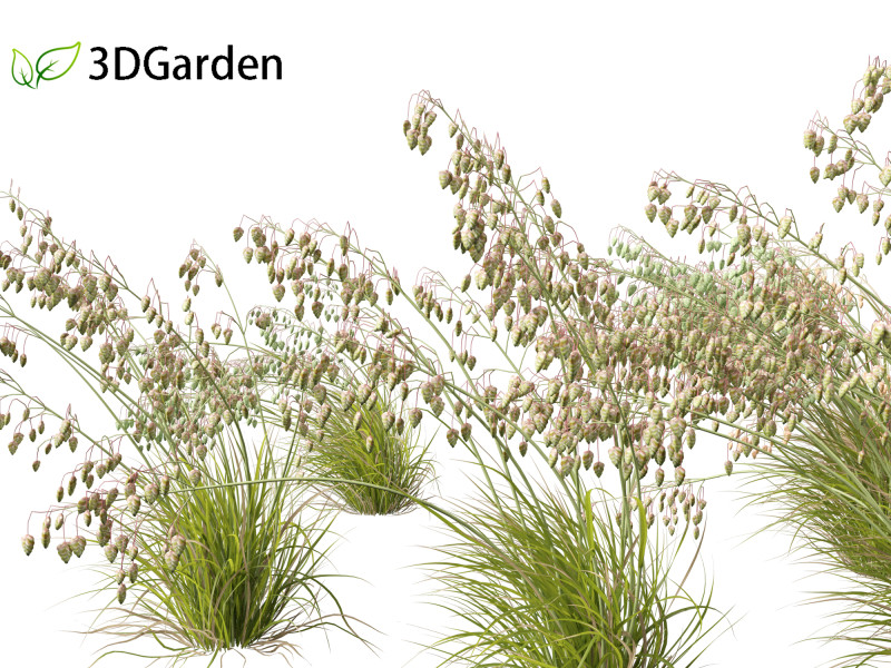 Briza media - Common quaking grass 02 3D 모델 .c4d .max .obj .3ds .fbx .stl .blend 