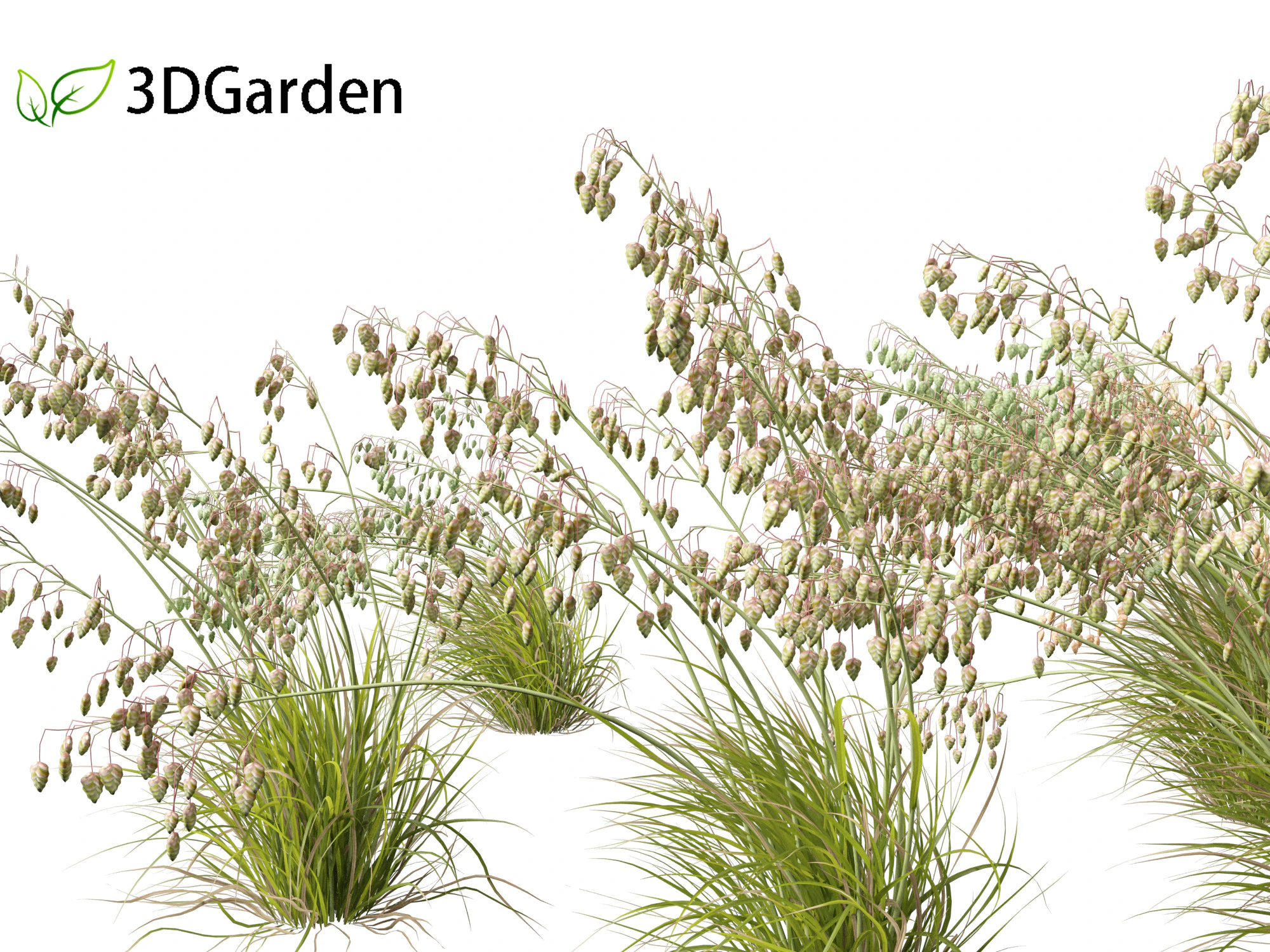 Briza media - Common quaking grass 02 3D Model .c4d .max .obj .3ds .fbx .stl .blend