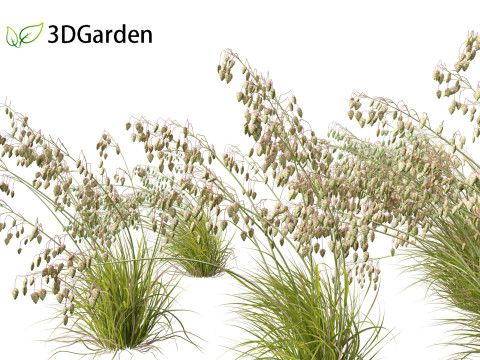 Briza media - Common quaking grass 02 Modèle 3D