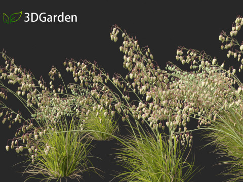 Briza media - Common quaking grass 02 3D 모델