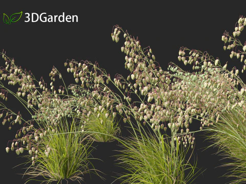 Briza media - Common quaking grass 02 3D Model