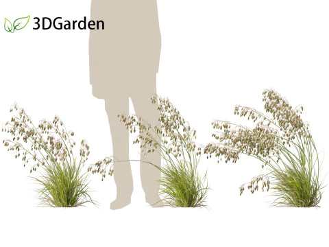 Briza media - Common quaking grass 02 3D Model