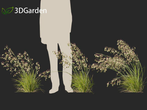 Briza media - Common quaking grass 02 3D Model