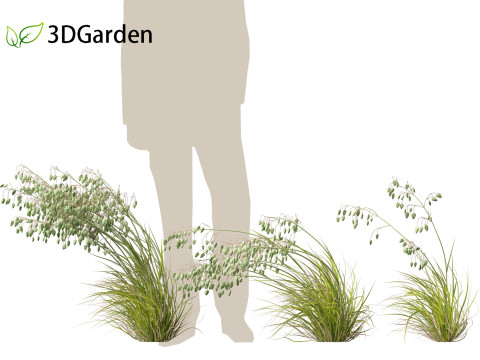 Briza media - Common quaking grass 02 3D 모델