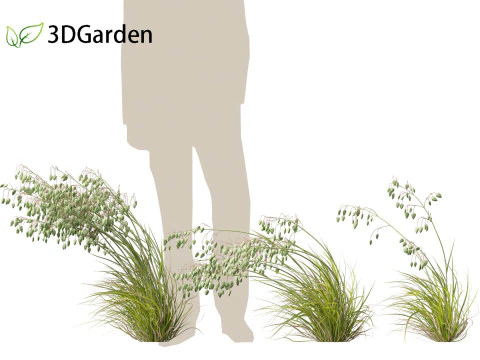 Briza media - Common quaking grass 02 3D Model