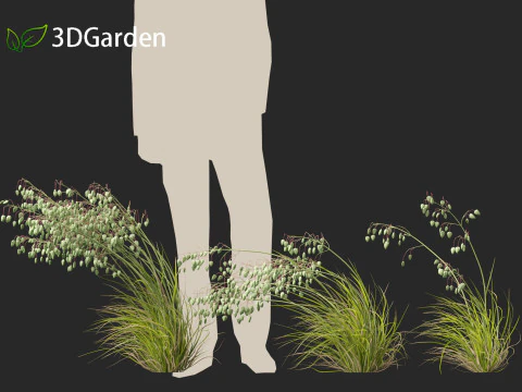 Briza media - Common quaking grass 02 3D Model