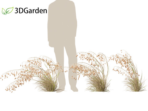 Briza media - Common quaking grass 02 3D 모델
