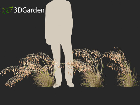 Briza media - Common quaking grass 02 3D 모델