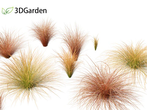 Carex buchananii - Осока кожистолистная 01 3D Модель