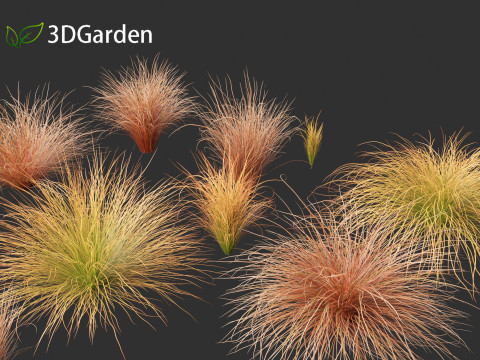 Carex buchananii - leatherleaf sedge 01 3D Модель