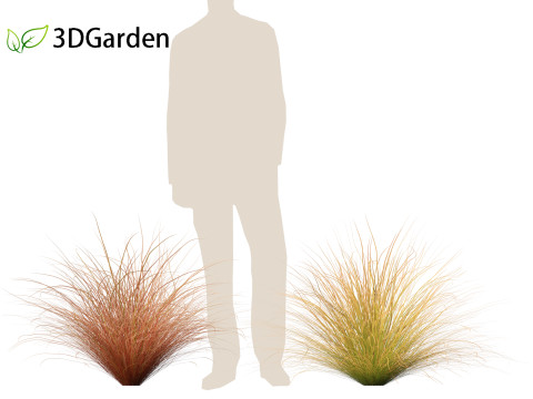 Carex buchananii - leatherleaf sedge 01 3D Модель