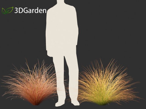 Carex buchananii - leatherleaf sedge 01 3D Модель