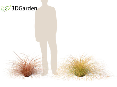 Carex buchananii - leatherleaf sedge 01 3D Модель