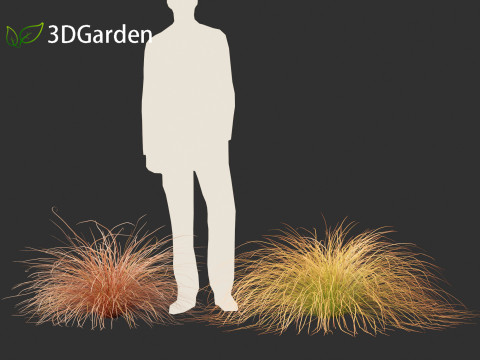 Carex buchananii - leatherleaf sedge 01 3D Модель
