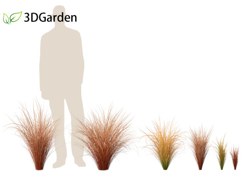 Carex buchananii - leatherleaf sedge 01 3D Модель