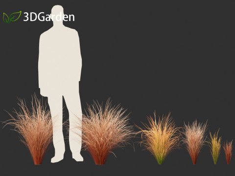 Carex buchananii - leatherleaf sedge 01 3D Модель