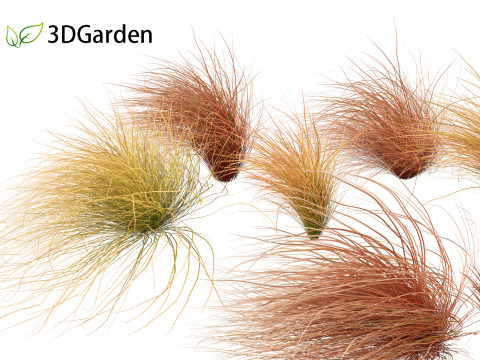 Carex buchananii - leatherleaf sedge 02 3D-Modell