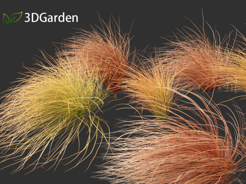 Carex buchananii - leatherleaf sedge 02 3D Model
