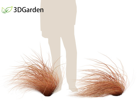Carex buchananii - leatherleaf sedge 02 3D Model