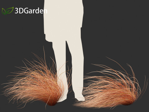 Carex buchananii - leatherleaf sedge 02 3D Model