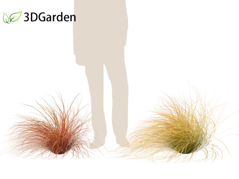 Carex buchananii - leatherleaf sedge 02 3D Model