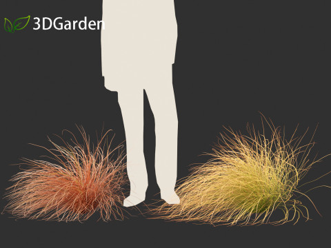 Carex buchananii - leatherleaf sedge 02 3D Model