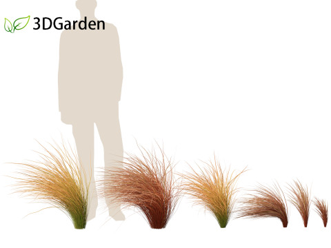 Carex buchananii - leatherleaf sedge 02 3D Model
