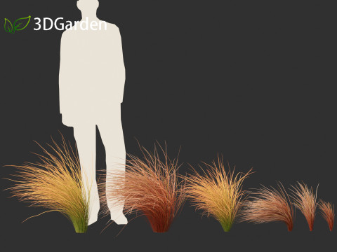 Carex buchananii - leatherleaf sedge 02 3D Model
