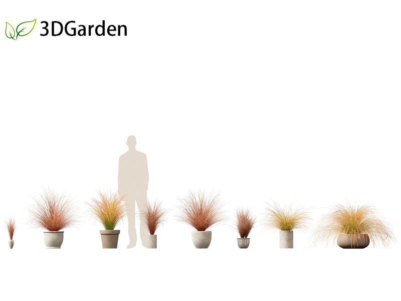 Carex buchananii - deri yapraklı saz 03 3D Model .c4d .max .obj .3ds .fbx .stl .blend 