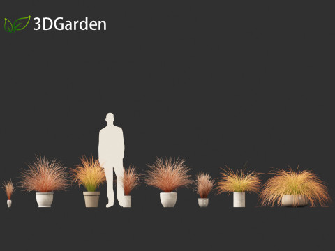 Carex buchananii - deri yapraklı saz 03 3D Model