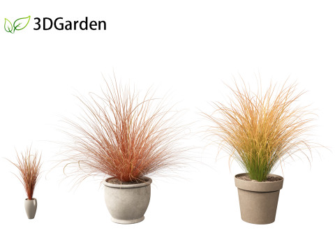 Carex buchananii - deri yapraklı saz 03 3D Model