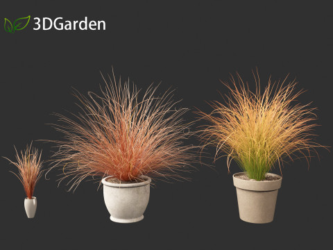 Carex buchananii - deri yapraklı saz 03 3D Model