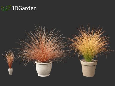Carex buchananii - leatherleaf sedge 03 3D Model
