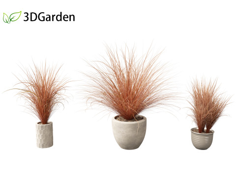 Carex buchananii - deri yapraklı saz 03 3D Model