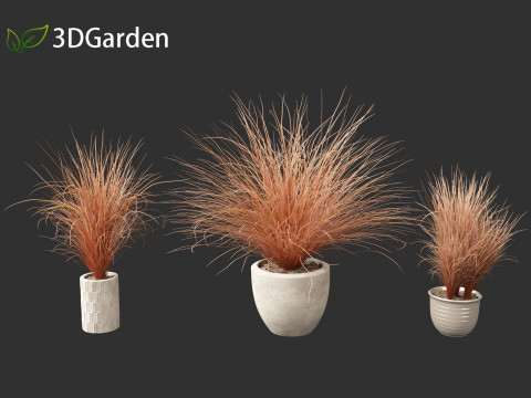 Carex buchananii - deri yapraklı saz 03 3D Model