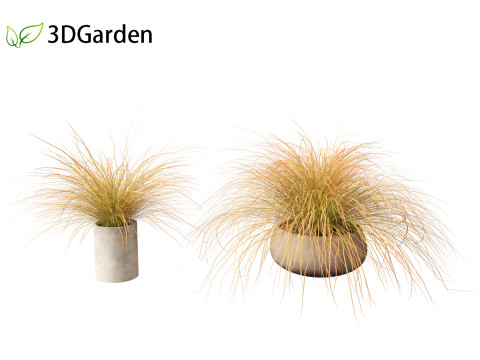 Carex buchananii - deri yapraklı saz 03 3D Model