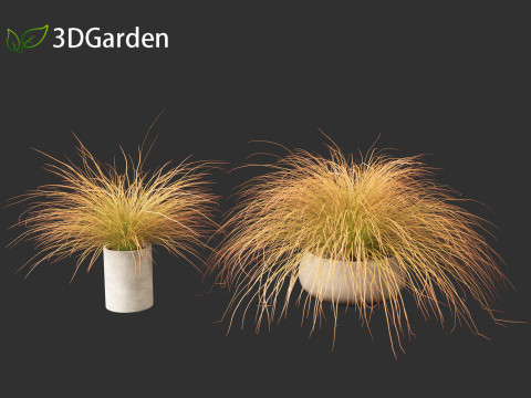 Carex buchananii - deri yapraklı saz 03 3D Model