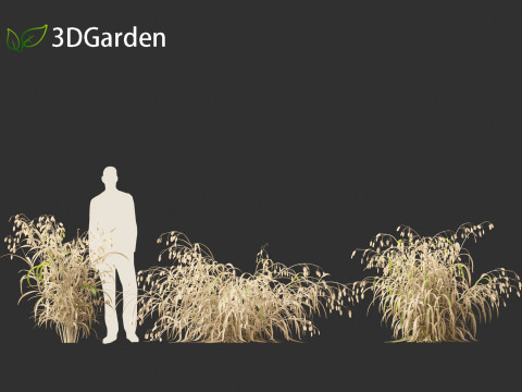 Chasmanthium latifolium - Inland sea oats 01 3D Model