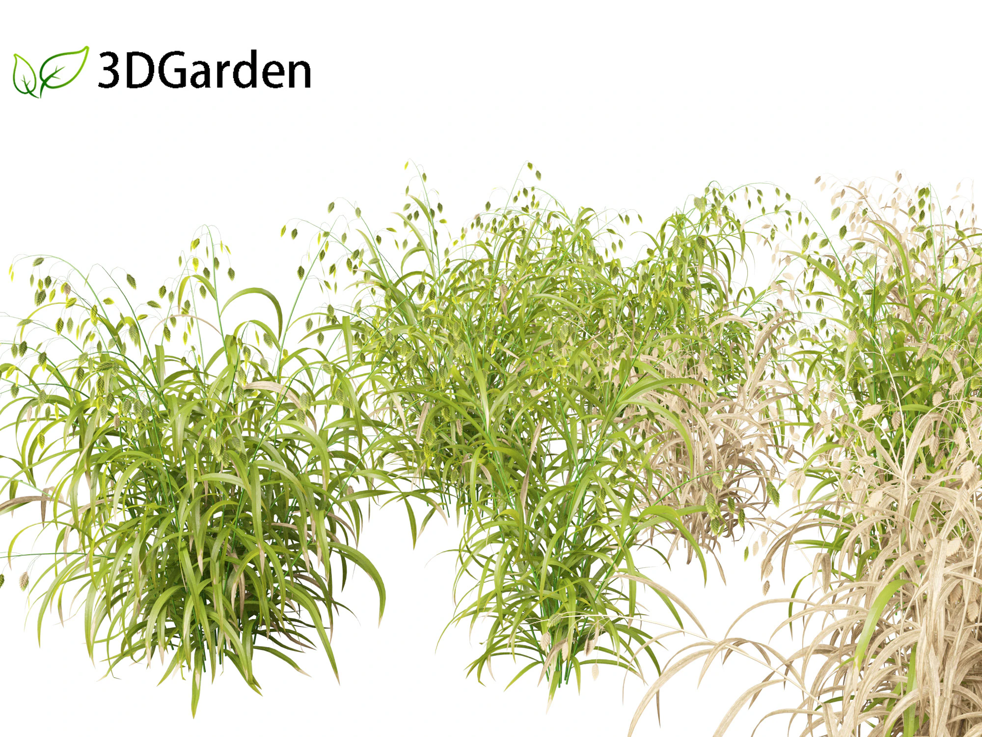 Chasmanthium latifolium - Inland sea oats 01 3D Model .c4d .max .obj .3ds .fbx .stl .blend