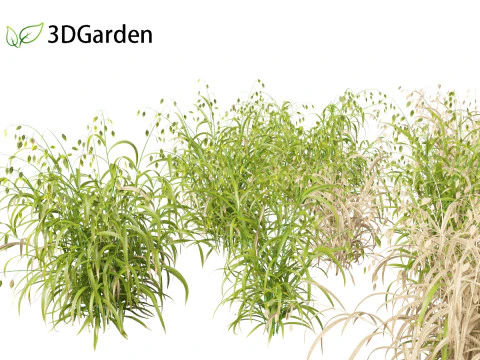 Chasmanthium latifolium - Avena di mare interno 01 Modello 3D