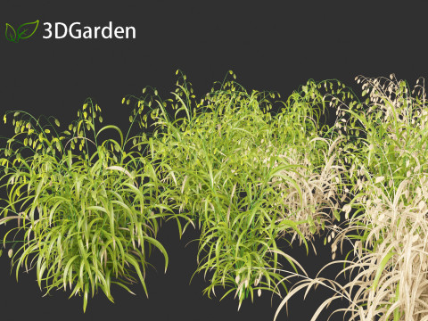 Chasmanthium latifolium - Inland sea oats 01 3D Model