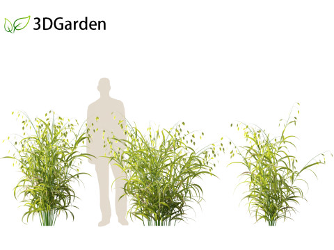 Chasmanthium latifolium - Inland sea oats 01 3D Model