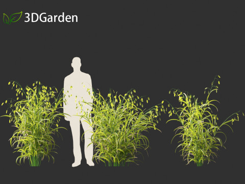 Chasmanthium latifolium - Inland sea oats 01 3D Model